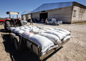 Inician programas de acopio de frijol