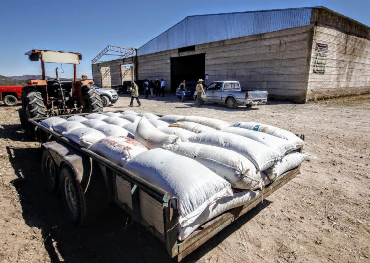 Inician programas de acopio de frijol