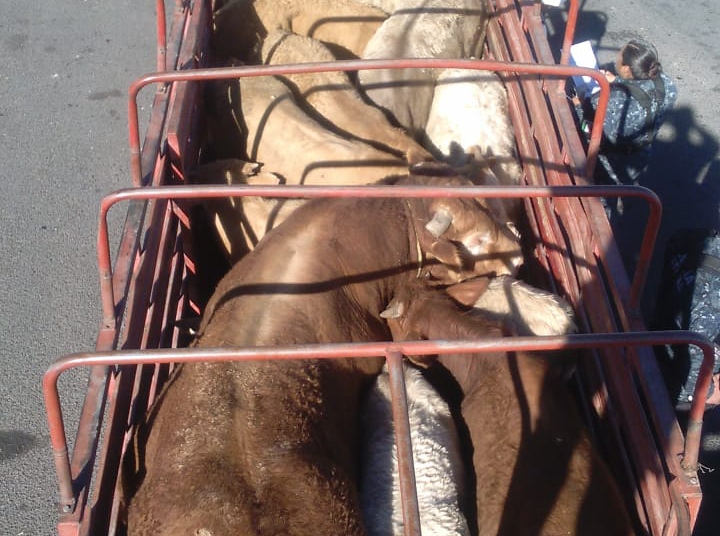 Detienen en Villa de Cos a presunto ladrón de ganado