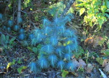 Reforestan bosque de pino azul en Juchipila