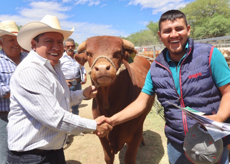 David Monreal entrega 200 novillonas y seis sementales en Jalpa