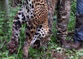 Interponen denuncia por caza furtiva de especies felinas en peligro de extinción