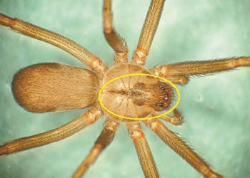 ¡Ya se encuentra a la venta el antiveneno para la mordedura de la araña violinista!