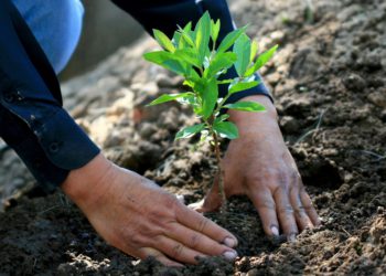Reforestarán al municipio de Zacatecas con 250 mil árboles