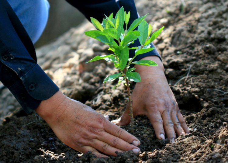 Reforestarán al municipio de Zacatecas con 250 mil árboles