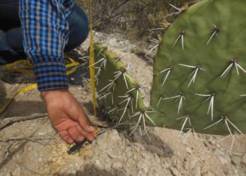 Luchan contra la desertificación y la sequía en Concepción del Oro