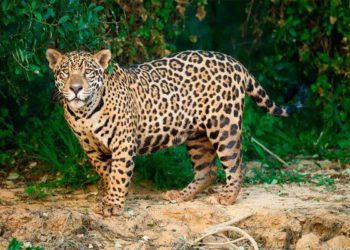 México, segundo con más especies en peligro crítico de extinción