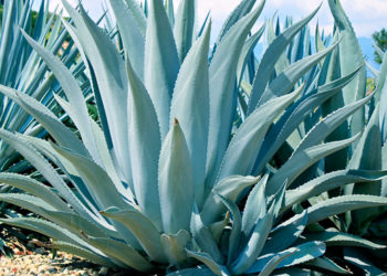 Etiquetan 3 mdp para la producción de agave