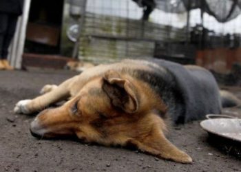 Maltrato animal extremo en Río Grande, Jerez, Guadalupe y la capital