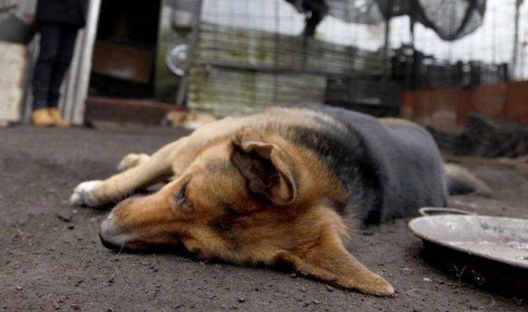 Maltrato animal extremo en Río Grande, Jerez, Guadalupe y la capital