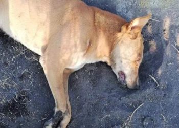 Se deslinda de muertes de perritos en Río Grande