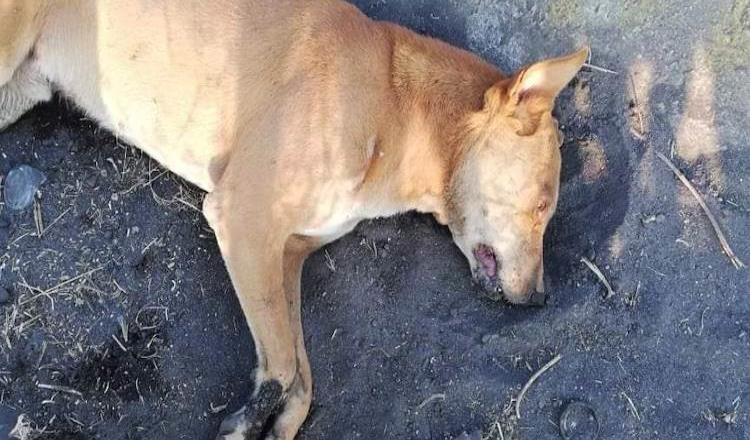 Se deslinda de muertes de perritos en Río Grande