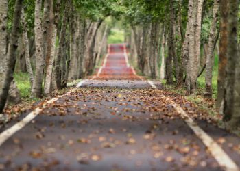 Para poder graduarse, deberán plantar arboles