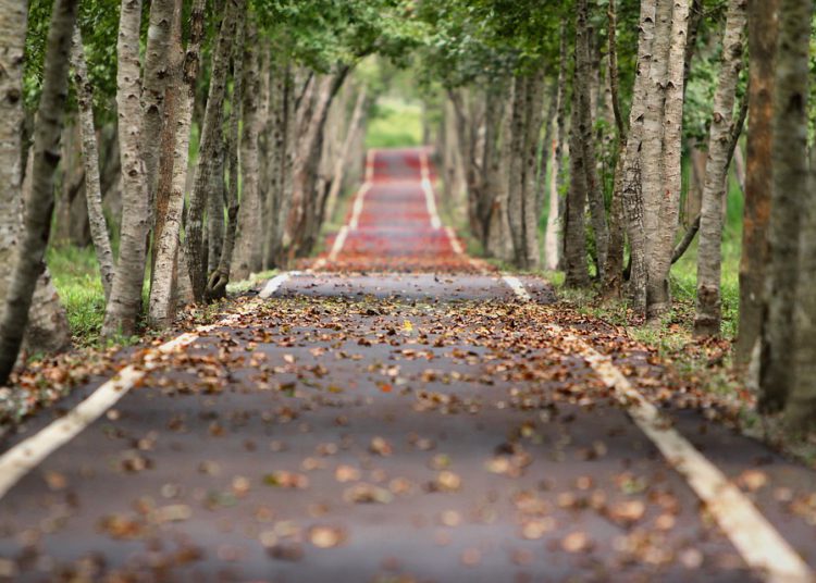 Para poder graduarse, deberán plantar arboles