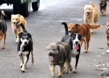 Disminuye problemática de perros callejeros, según director del CACF