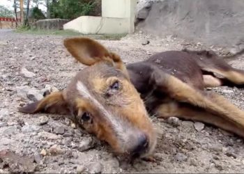 Requieren información sobre investigaciones en casos de maltrato animal