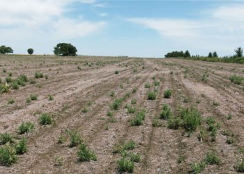 Por sequía más de la mitad de las tierras en Sombrerete no fueron sembradas