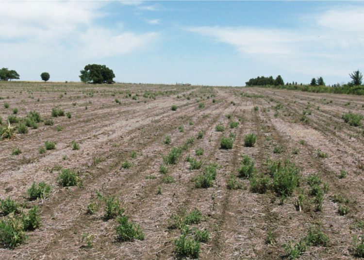 Por sequía más de la mitad de las tierras en Sombrerete no fueron sembradas