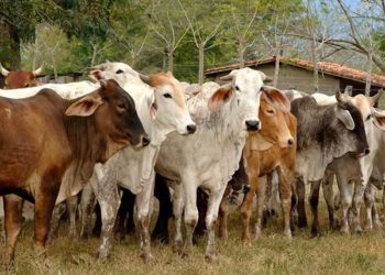 Zacatecas exporta cabezas de ganado a Estados Unidos y la Unión Europea