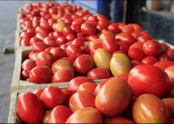Continúan negociaciones para exportación de tomate a Estados Unidos