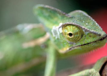 Presentan piel artificial que cambia de color