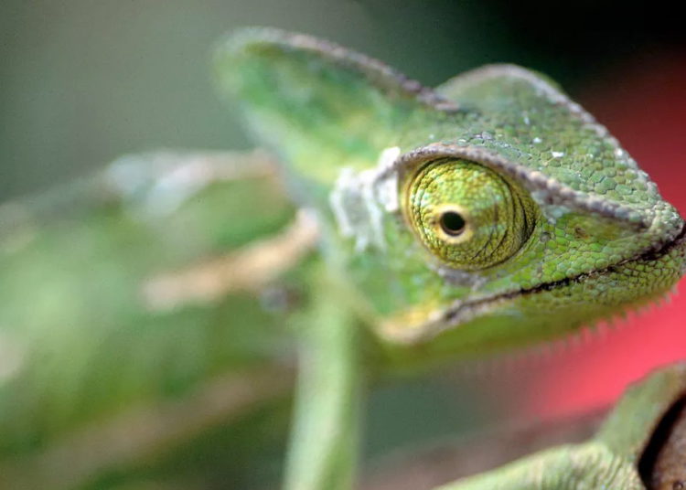 Presentan piel artificial que cambia de color