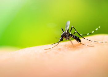 Emiten recomendaciones para evitar casos de dengue