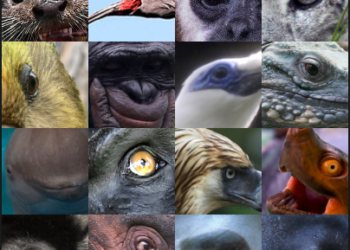 ¿Por qué se celebra el Día Mundial de los Animales el 4 de octubre?