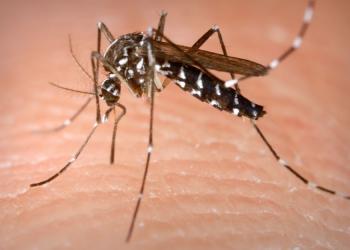 Confirman 30 casos y una muerte por dengue en Zacatecas