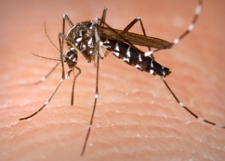 Confirman 30 casos y una muerte por dengue en Zacatecas