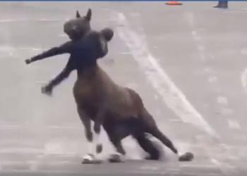 VIDEO | Jinete sufre accidente durante desfile del 20 de noviembre