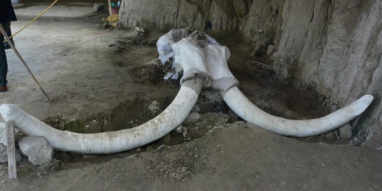 “Tultepec, Edomex tierra de mamuts”