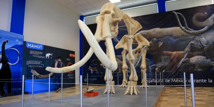 ¡No te pierdas la exposición Megabestias del Pasado!