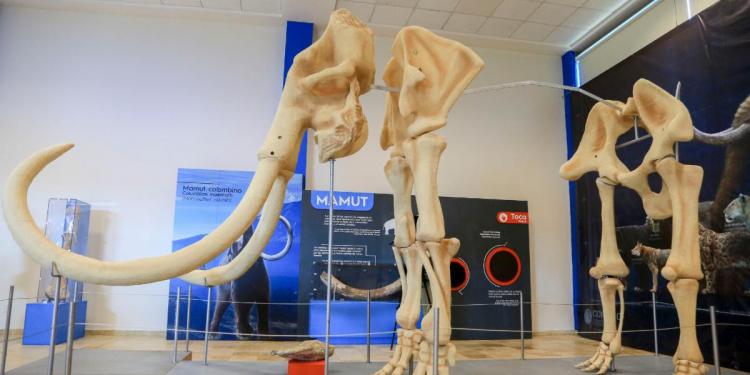 ¡No te pierdas la exposición Megabestias del Pasado!