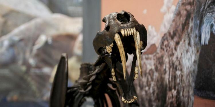 ¡No te pierdas la exposición Megabestias del Pasado!