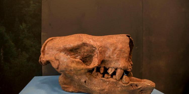 ¡No te pierdas la exposición Megabestias del Pasado!