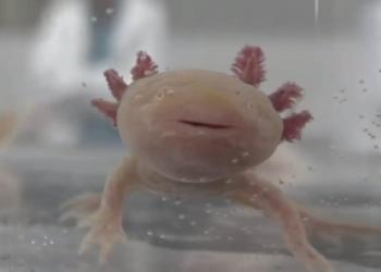 Más de la mitad de especies de anfibios en México en peligro de extinción