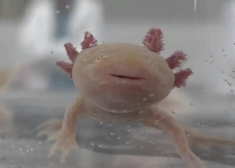 Más de la mitad de especies de anfibios en México en peligro de extinción