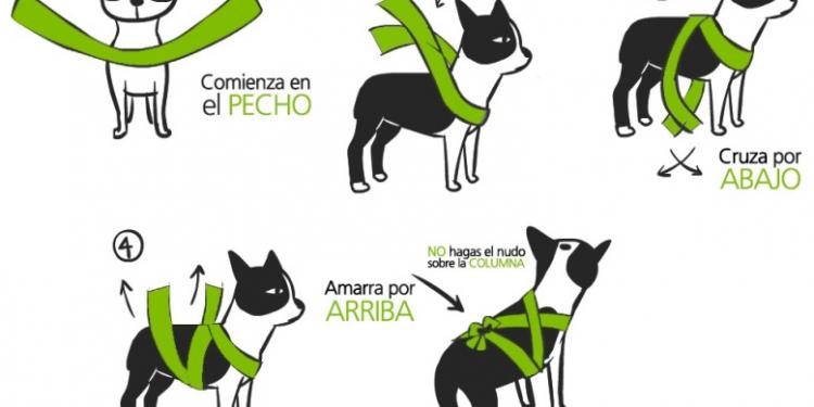 Cuida a tu lomito del sonido de la pirotecnia