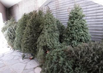 Lleva tu árbolito navideño al acopio de pinos naturales