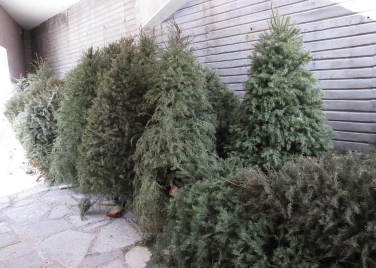 Lleva tu árbolito navideño al acopio de pinos naturales