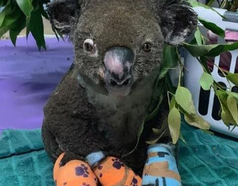 Mueren la mitad de la población de koalas en incendios de Australia