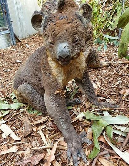 Mueren la mitad de la población de koalas en incendios de Australia