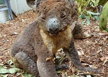 Mueren la mitad de la población de koalas en incendios de Australia