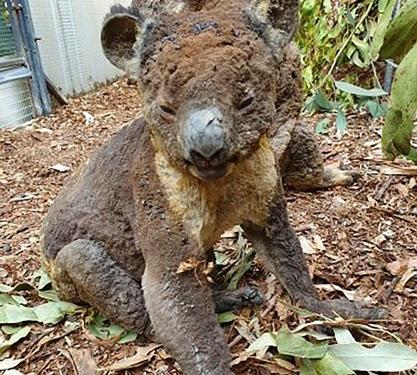 Mueren la mitad de la población de koalas en incendios de Australia