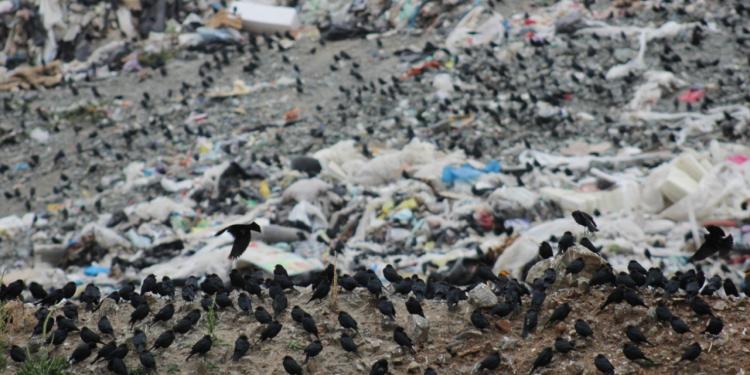 Zacatecanos producen 30% más basura en diciembre y enero