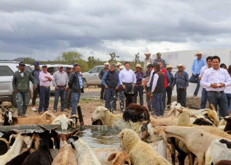Inicia barrido sanitario contra brucelosis y la garrapata en territorio zacatecano
