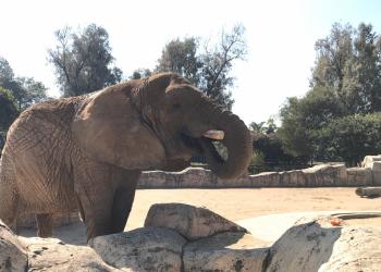 Por salud, recortan los colmillos de Ely, una elefanta rescatada