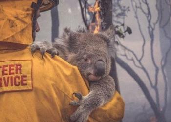 Mueren la mitad de la población de koalas en incendios de Australia