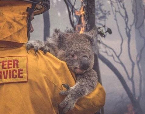 Mueren la mitad de la población de koalas en incendios de Australia